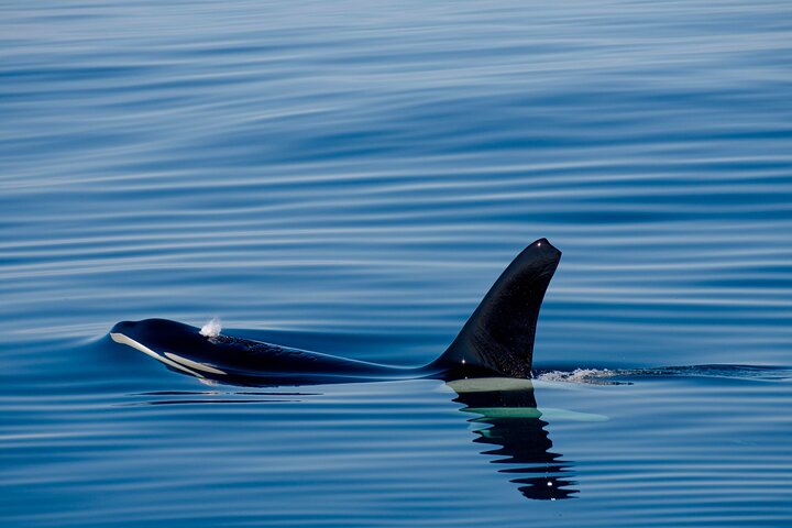 Whale safari with Puffins and Muffins (Andøy, Vesterålen)