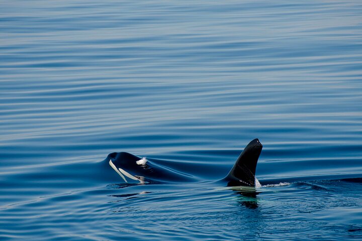 Whale safari with Puffins and Muffins (Andøy, Vesterålen)