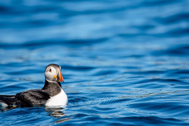 Whale safari with Puffins and Muffins (Andøy, Vesterålen)