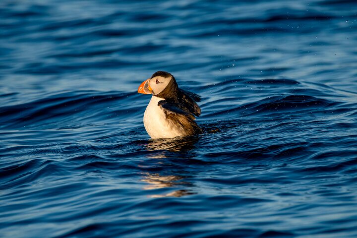 Whale safari with Puffins and Muffins (Andøy, Vesterålen)