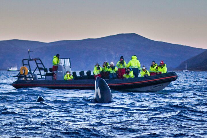 Whale safari with Puffins and Muffins (Andøy, Vesterålen)