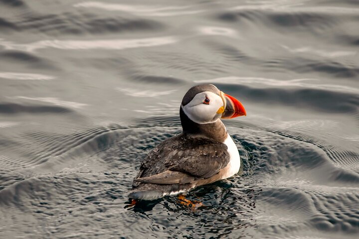 Whale safari with Puffins and Muffins (Andøy, Vesterålen)