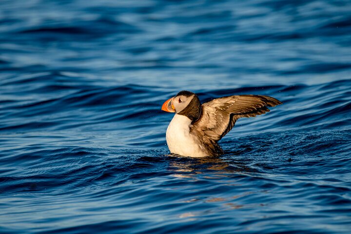Whale safari with Puffins and Muffins (Andøy, Vesterålen)