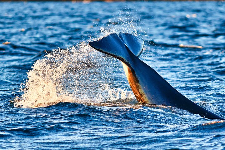 Whale safari with Puffins and Muffins (Andøy, Vesterålen)