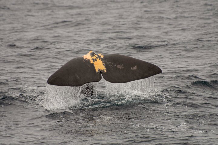 Whale safari with Puffins and Muffins (Andøy, Vesterålen)