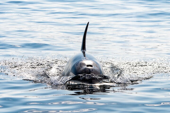 Whale safari with Puffins and Muffins (Andøy, Vesterålen)