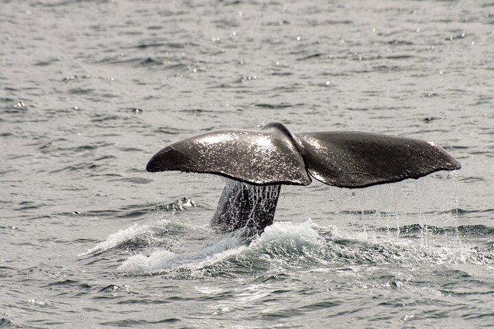 Whale safari with Puffins and Muffins (Andøy, Vesterålen)