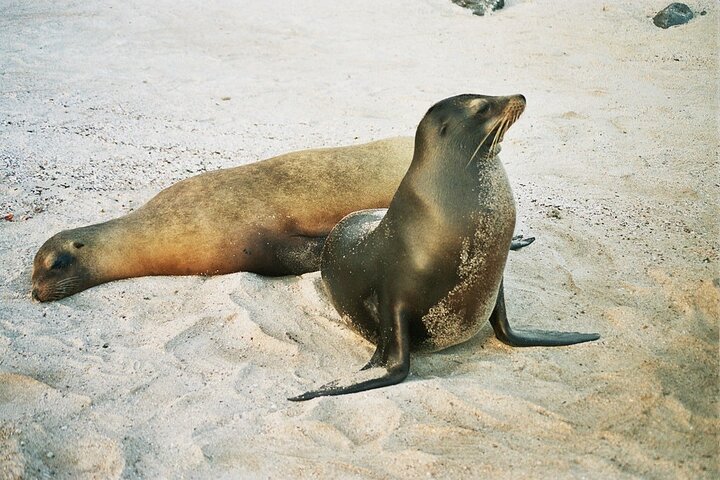South Plazas and Punta Carrion Day Tour:Land Iguanas & Snorkeling