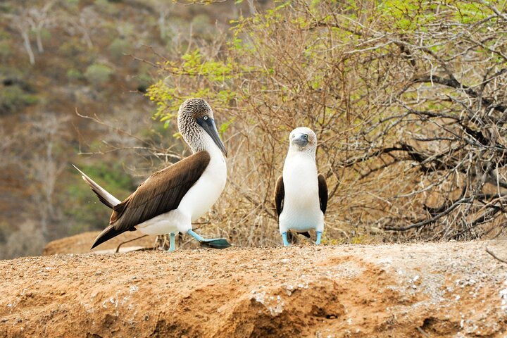 South Plazas and Punta Carrion Day Tour:Land Iguanas & Snorkeling