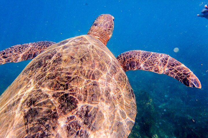South Plazas and Punta Carrion Day Tour:Land Iguanas & Snorkeling