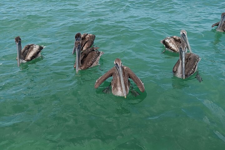 Full Day Tour with Fishing and Snorkeling from Holbox