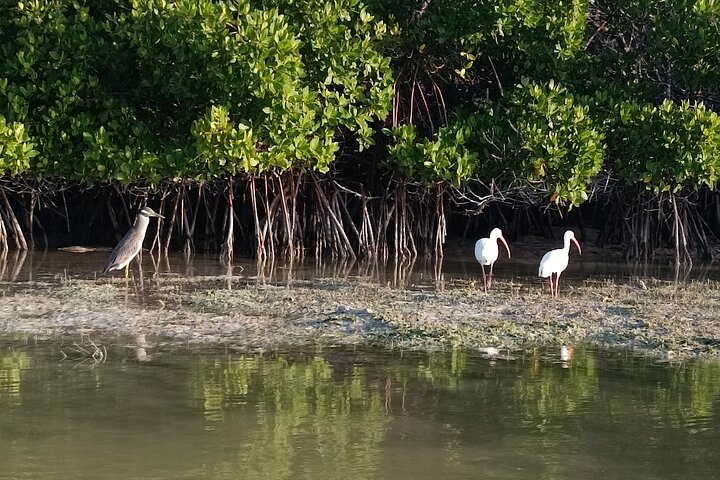 Kayak Experience in the Mangroves of Holbox Island