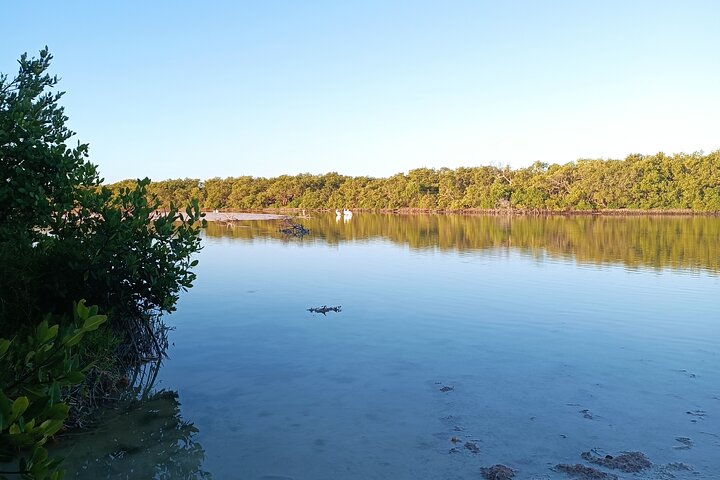 Kayak Experience in the Mangroves of Holbox Island
