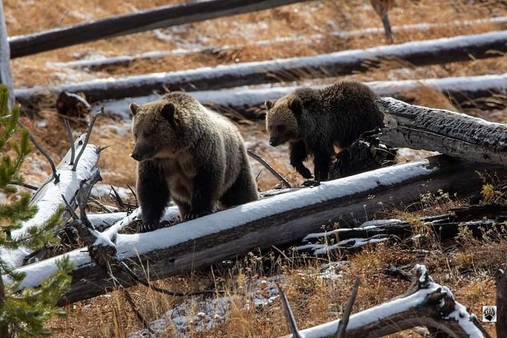 250th Celebration Yellowstone Open Air Tour W/Deals,lunch & Gifts