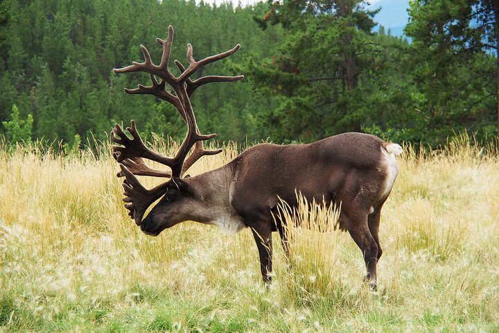 Discover Whitehorse with Northern Lights and Yukon Wildlife Tour