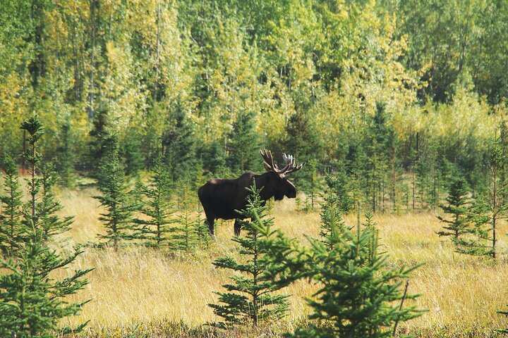 Discover Whitehorse with Northern Lights and Yukon Wildlife Tour