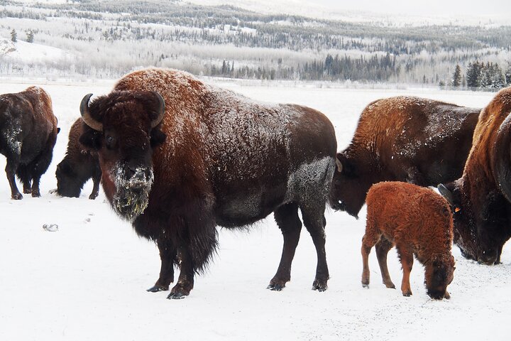 Discover Whitehorse with Northern Lights and Yukon Wildlife Tour