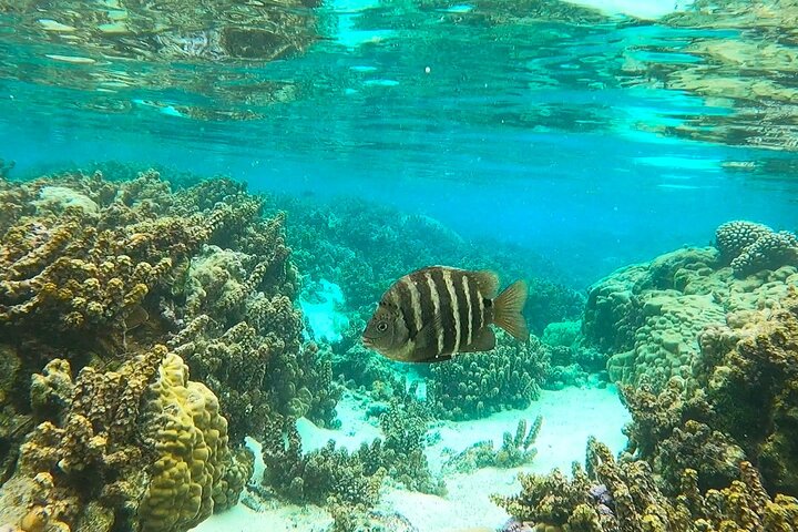 Raiatea-Tahaa Snorkeling in our beautiful Coral Garden