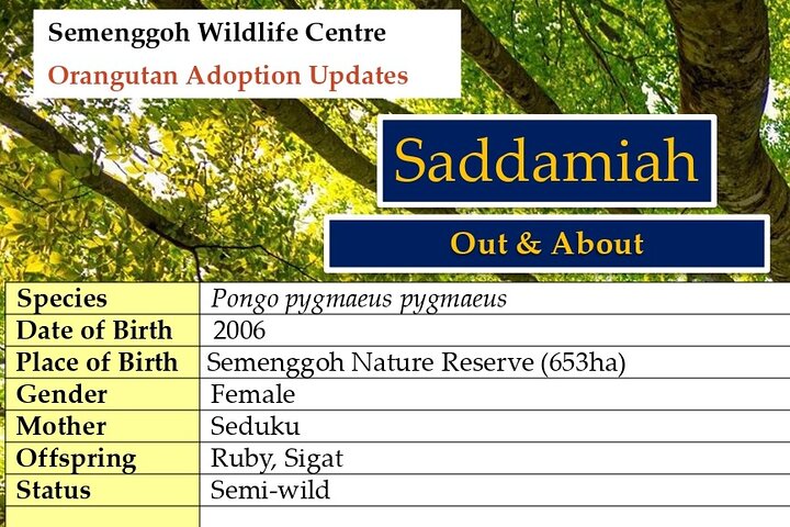 Semenggoh Orangutan Center & Sarawak Cultural Village