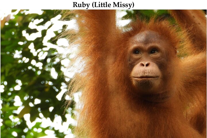 Semenggoh Orangutan Centre from Kuching