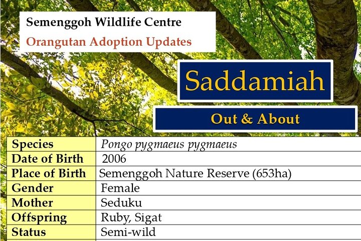 Semenggoh Orangutan Centre from Kuching