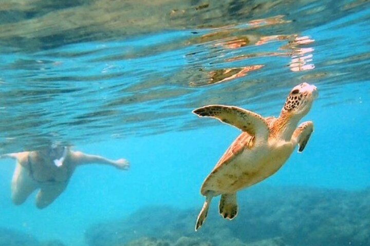 Private Rincon Snorkeling Adventure