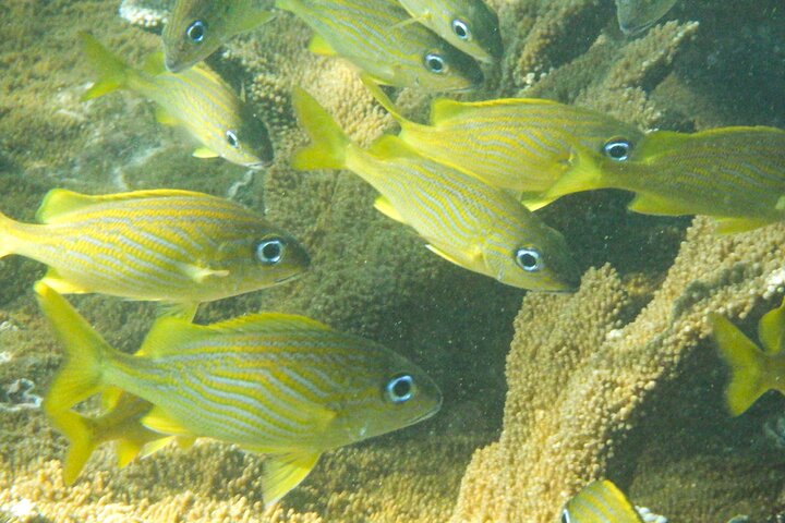 Private Rincon Snorkeling Adventure