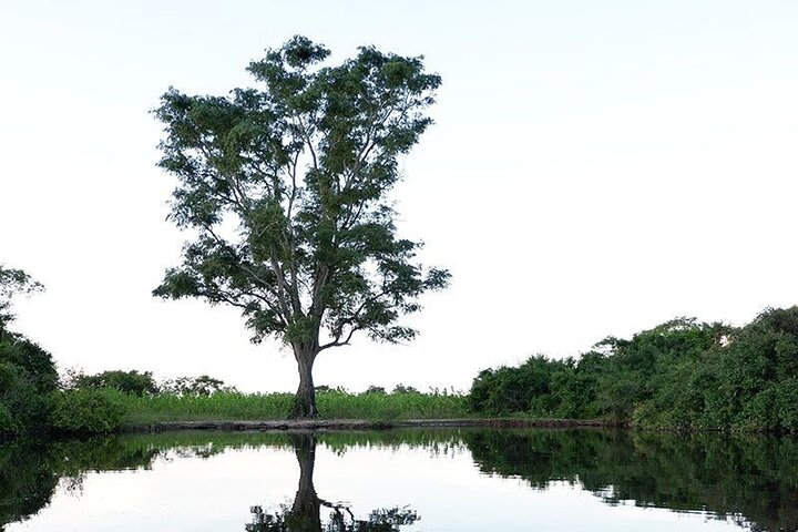 4-Day Amazon Tour: Madidi & Yacuma Pampas from Rurrenabaque