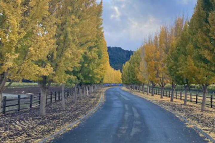 6 Hour Napa or Sonoma Valley Wine Tour by Private SUV