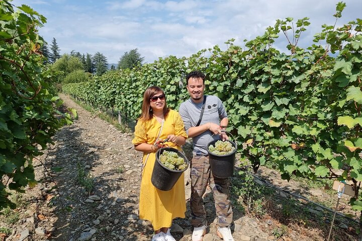 Kakheti - Small wineries and family-cooked lunch • Private tour