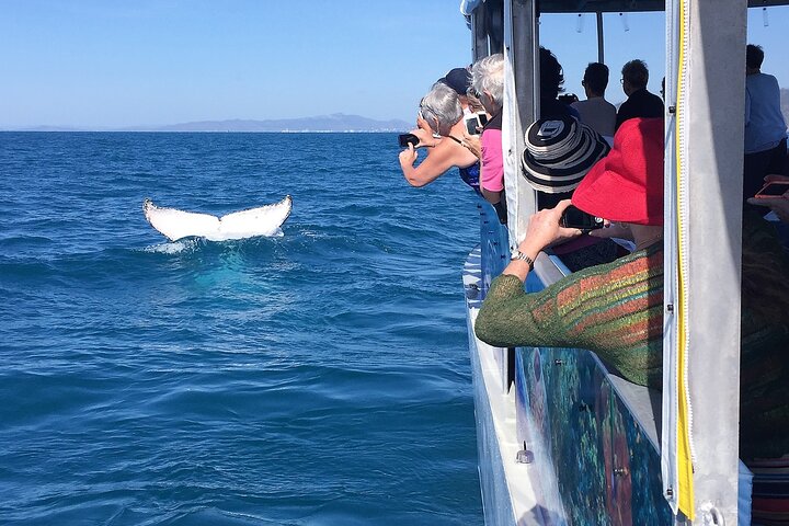 Magnetic Island Discovery Tour with Snorkeling & Paddle Boarding