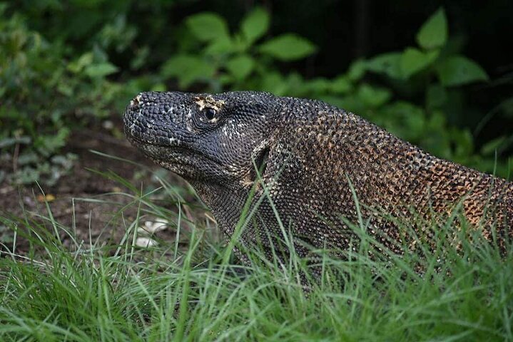 Full-Day Adventure Tour to komodo Island with join Speed Boat tur