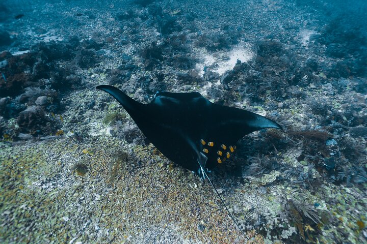Full-Day Adventure Tour to komodo Island with join Speed Boat tur