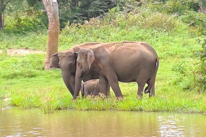 Udawalawe Safari With Hotel Pick-up & All Transfers -Private Tour