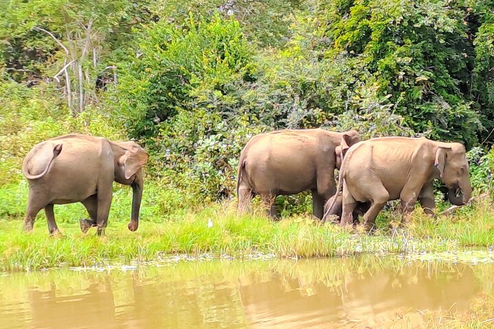 Udawalawe Safari With Hotel Pick-up & All Transfers -Private Tour