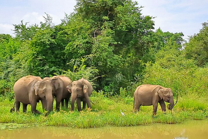 Udawalawe Safari With Hotel Pick-up & All Transfers -Private Tour