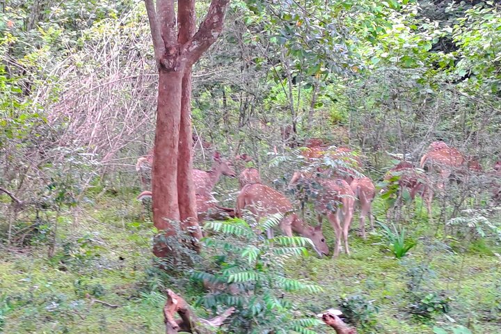 Udawalawe Safari With Hotel Pick-up & All Transfers -Private Tour