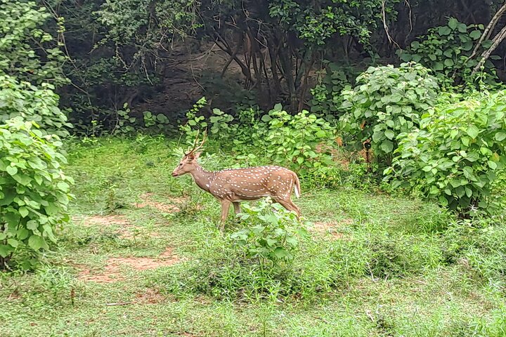 Udawalawe Safari With Hotel Pick-up & All Transfers -Private Tour