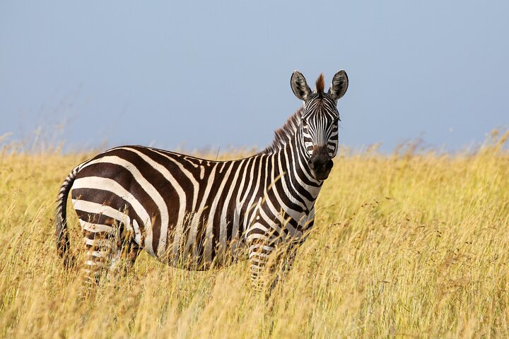 3 days Serengeti Trails with Kojuu Safaris Africa - Comfort Plus