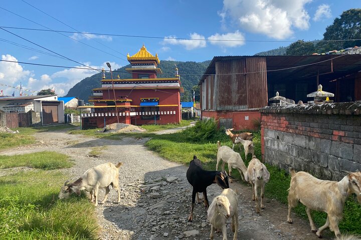 Afternoon Tibetan Cultural Tour to Tibetan Settlements Pokhara