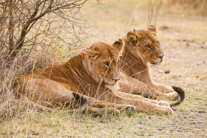 3 days Serengeti Trails with Kojuu Safaris Africa - Comfort Plus