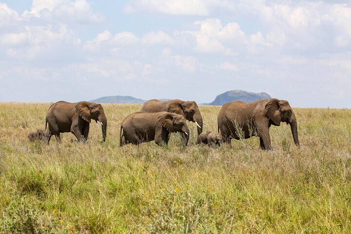 3 days Serengeti Trails with Kojuu Safaris Africa - Comfort Plus