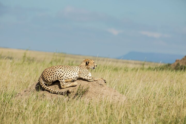 3 days Serengeti Trails with Kojuu Safaris Africa - Comfort Plus