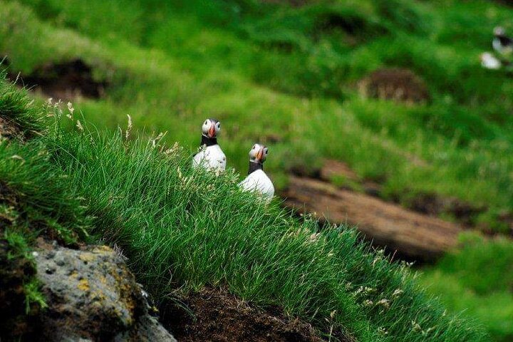 Eyjascooter Puffin Tour in Iceland