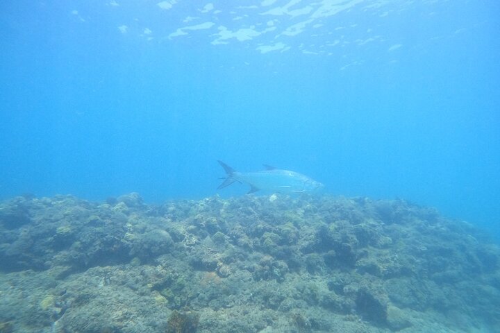 Beginner Scuba Diving Guided Tour - No Experience Required