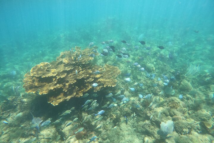 Beginner Scuba Diving Guided Tour - No Experience Required