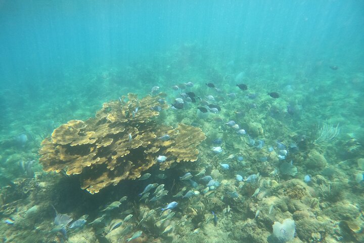 Coral Reef Snorkel Adventure with Photos and Videos