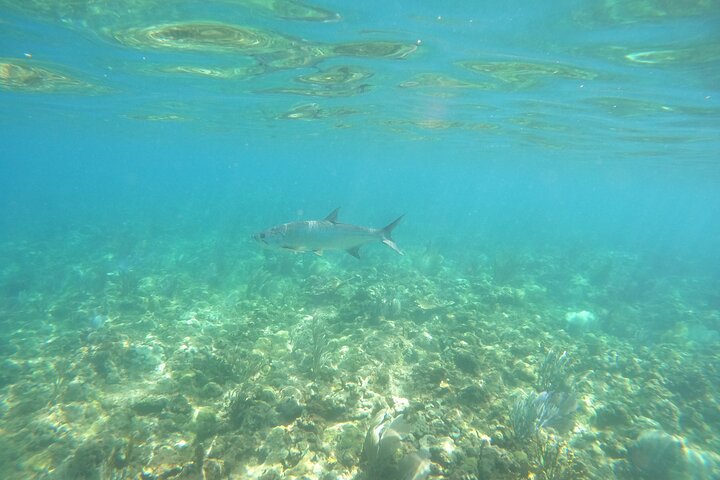 Coral Reef Snorkel Adventure with Photos and Videos