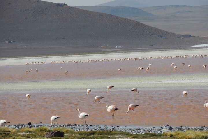 Uyuni Salt Flats 3-day tour from Atacama > private room available