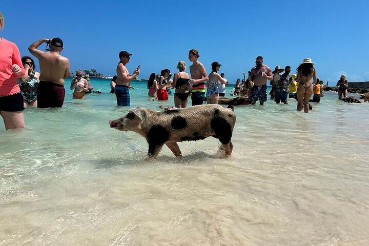 Nassau 3-stops: Snorkeling, Swimming Pigs, Turtles & Lunch
